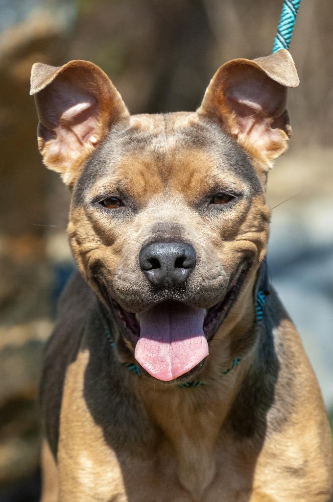 Enlarge Dutchess, a Adoptable Pit Bull Terrier in Johnson City, TN image 3/4