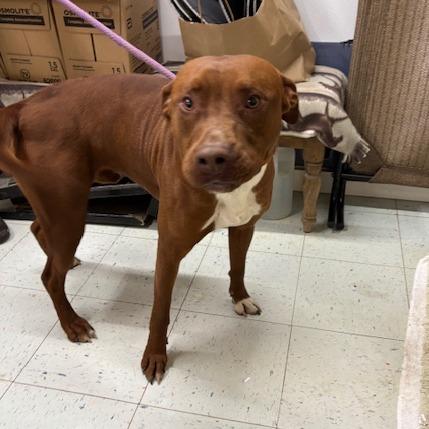 Enlarge Jax (FKA Jackson), a Adoptable mixed breed in Marble, NC image 1/2