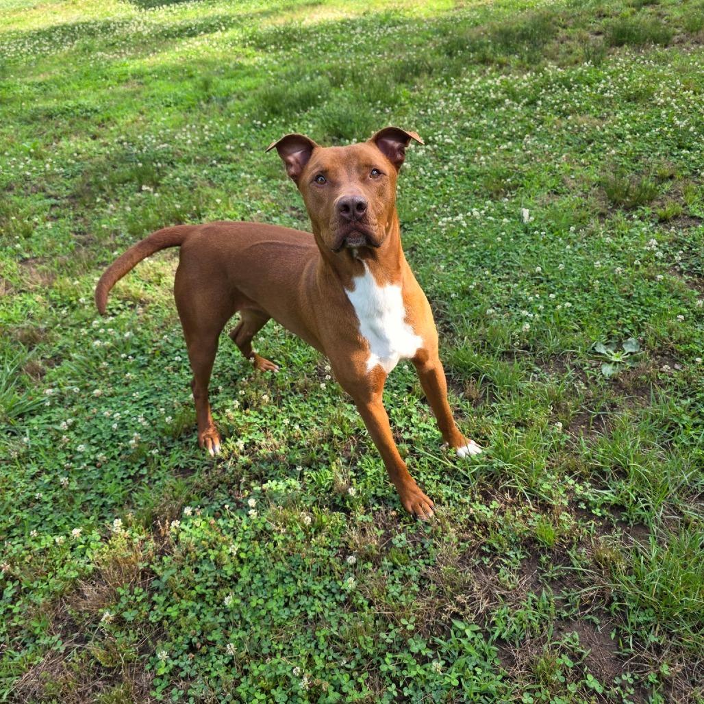 Enlarge Jax (FKA Jackson), a Adoptable mixed breed in Marble, NC image 2/2