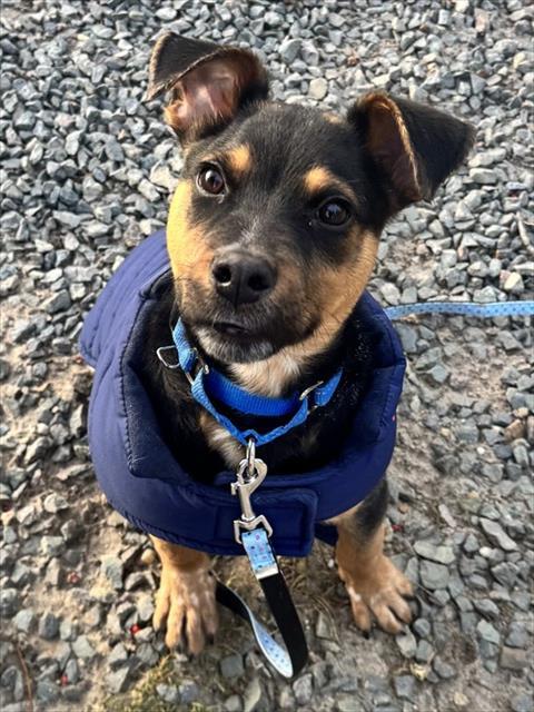 Enlarge PRINCETON, a Adoptable mixed breed in Brewster, MA image 1/1