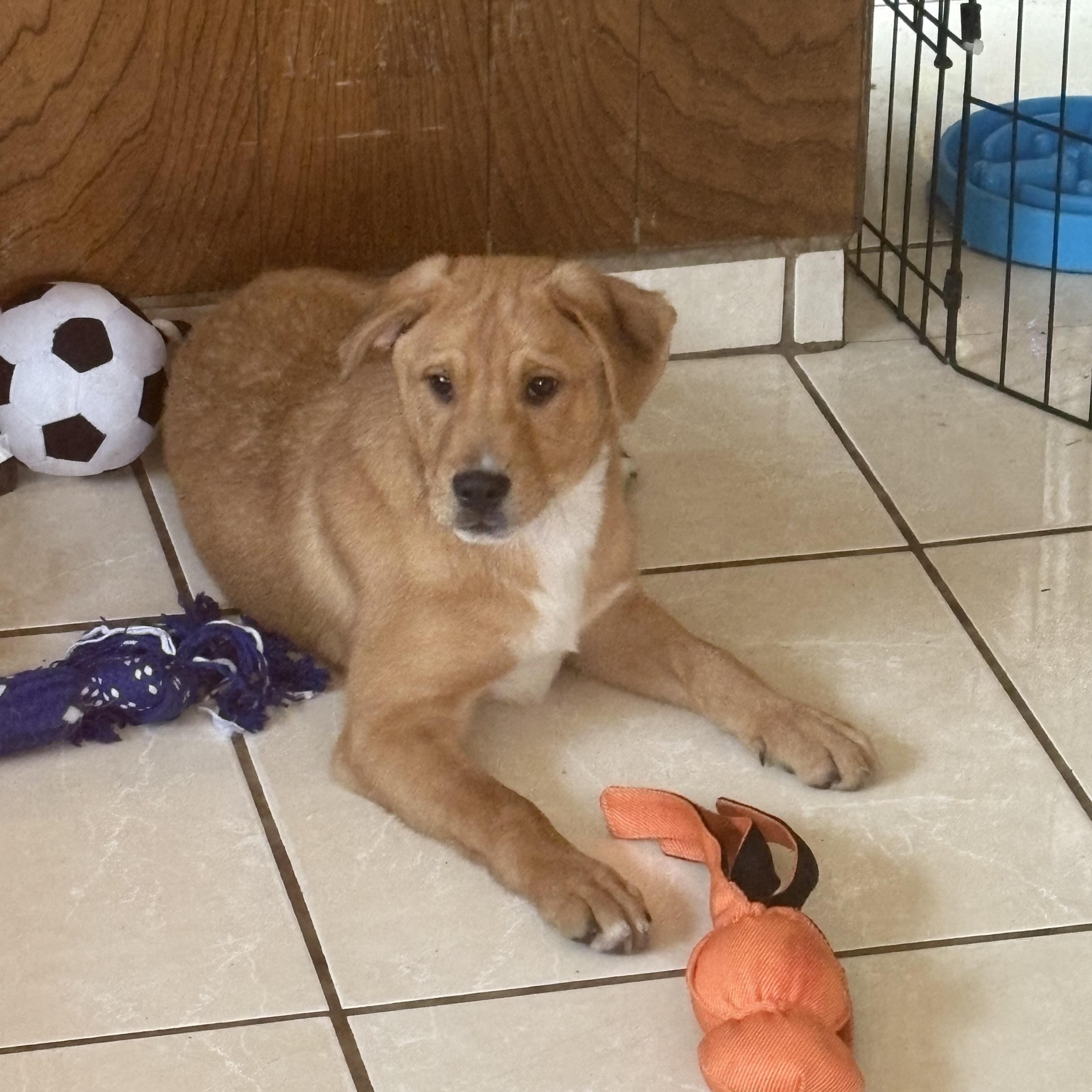 Buddy , adopted, Puppy Male Australian Shepherd & Labrador Retriever.