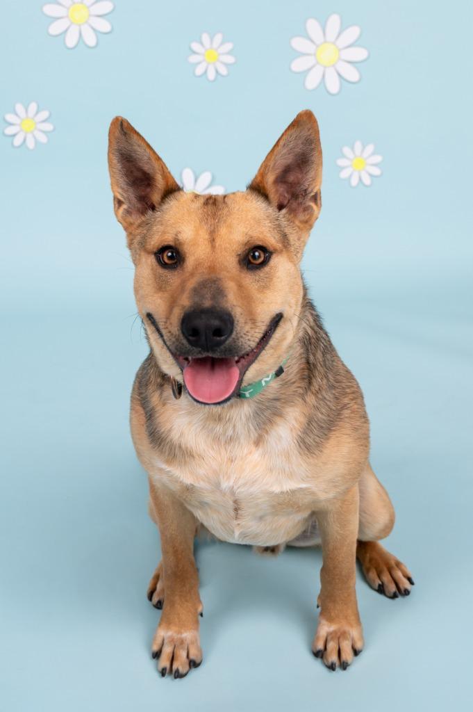 Enlarge Quinn, a Adoptable mixed breed in Sandusky, OH image 1/5