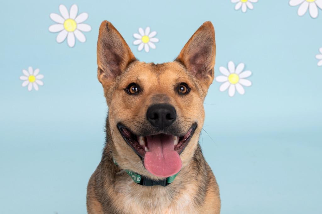Enlarge Quinn, a Adoptable mixed breed in Sandusky, OH image 2/5