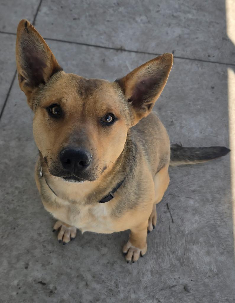 Enlarge Quinn, a Adoptable mixed breed in Sandusky, OH image 3/5