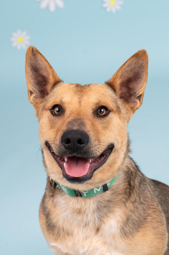 Enlarge Quinn, a Adoptable mixed breed in Sandusky, OH image 4/5