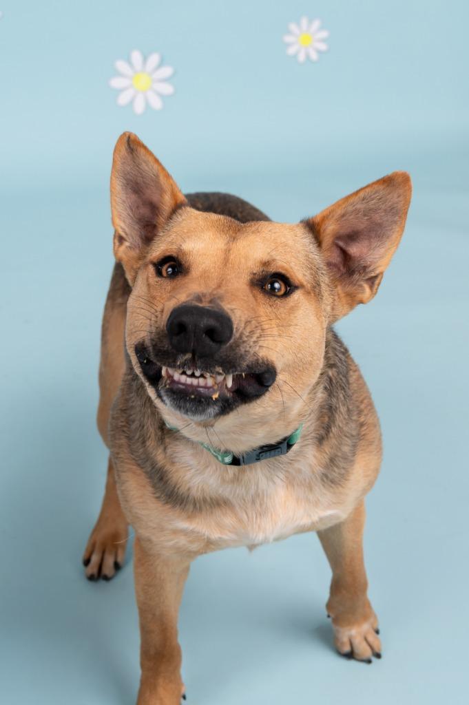 Enlarge Quinn, a Adoptable mixed breed in Sandusky, OH image 5/5