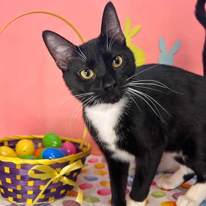 Pascal, a Adoptable Domestic Short Hair in Drumheller, AB image 2/2