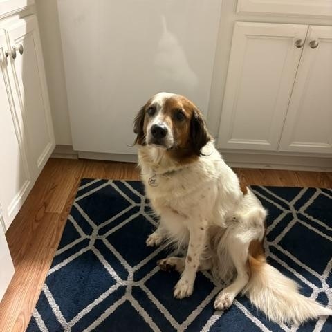 Daria, ADOPTABLE, Adult Female Spaniel & Kooikerhoundje.
