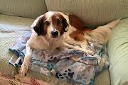 Enlarge Daria, a ADOPTABLE mixed breed in Marion, MA image 3/3