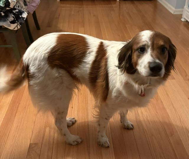 Enlarge Daria, a ADOPTABLE mixed breed in Marion, MA image 2/3