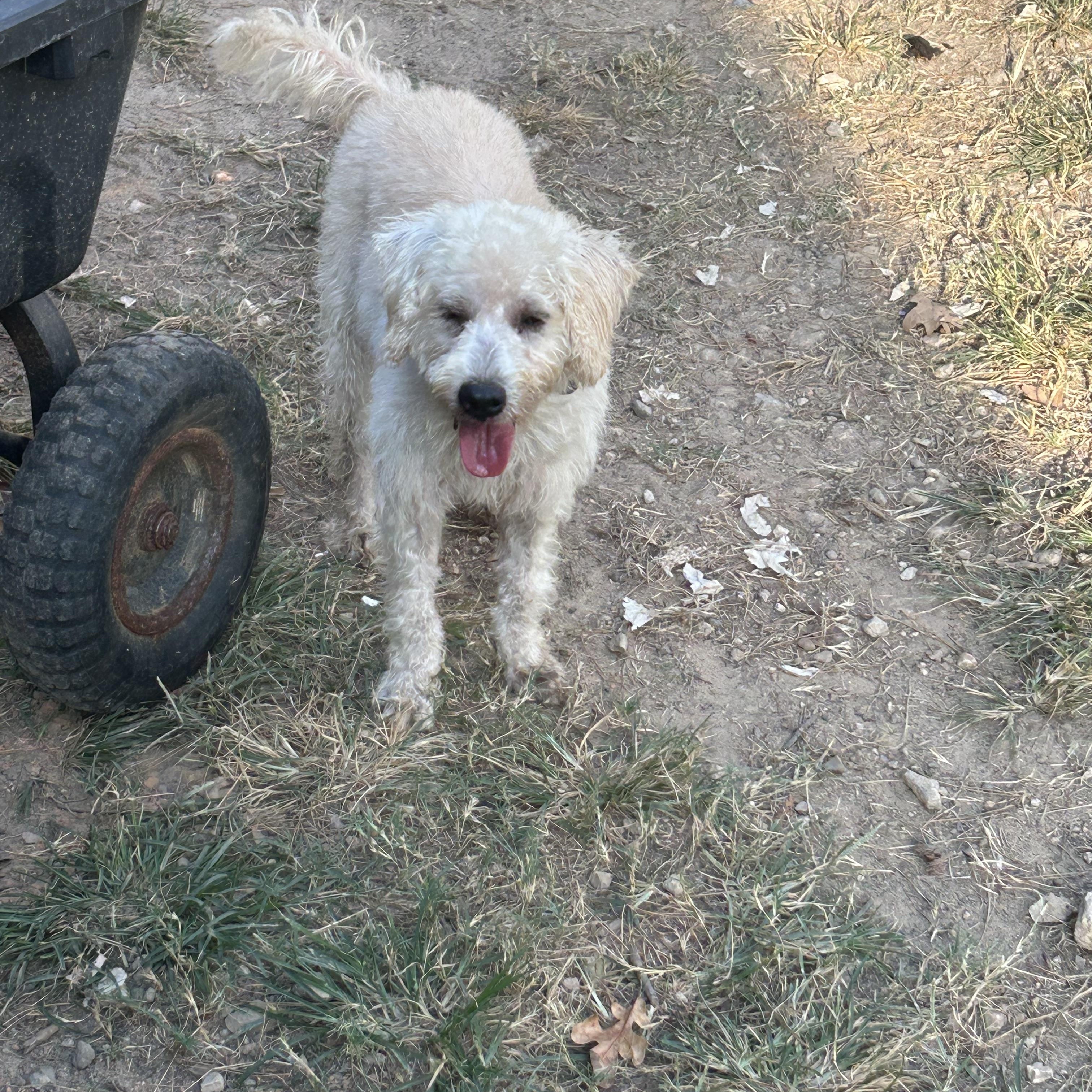 Teddy, Adopted, Adult Male Poodle.