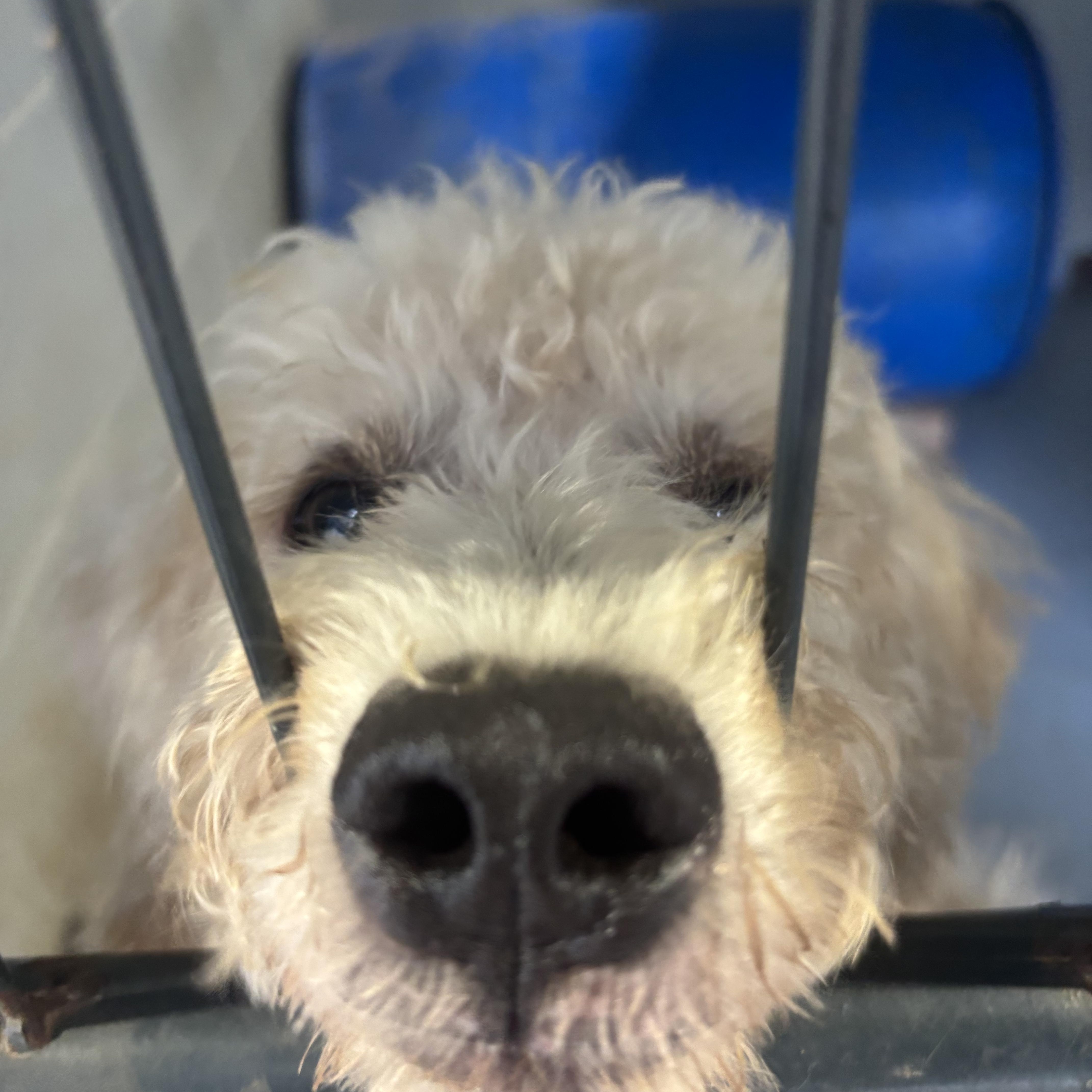 Enlarge Teddy, a Adopted Poodle in Coldspring, TX image 2/4