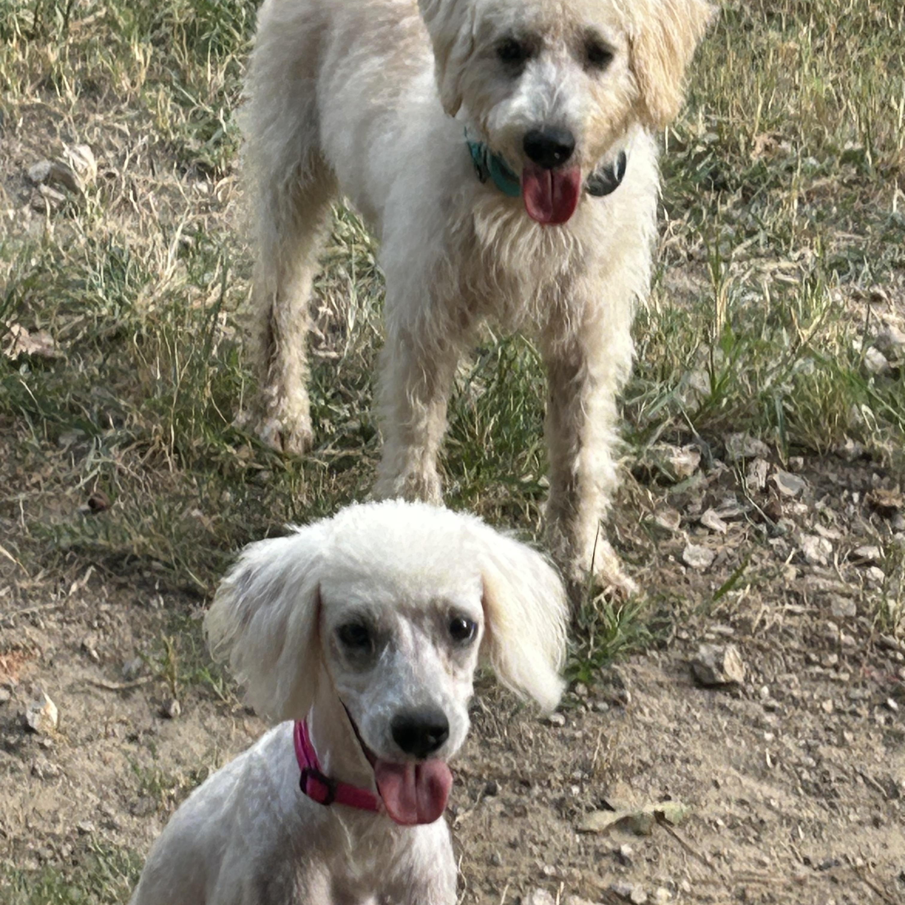 Enlarge Teddy, a Adopted Poodle in Coldspring, TX image 3/4