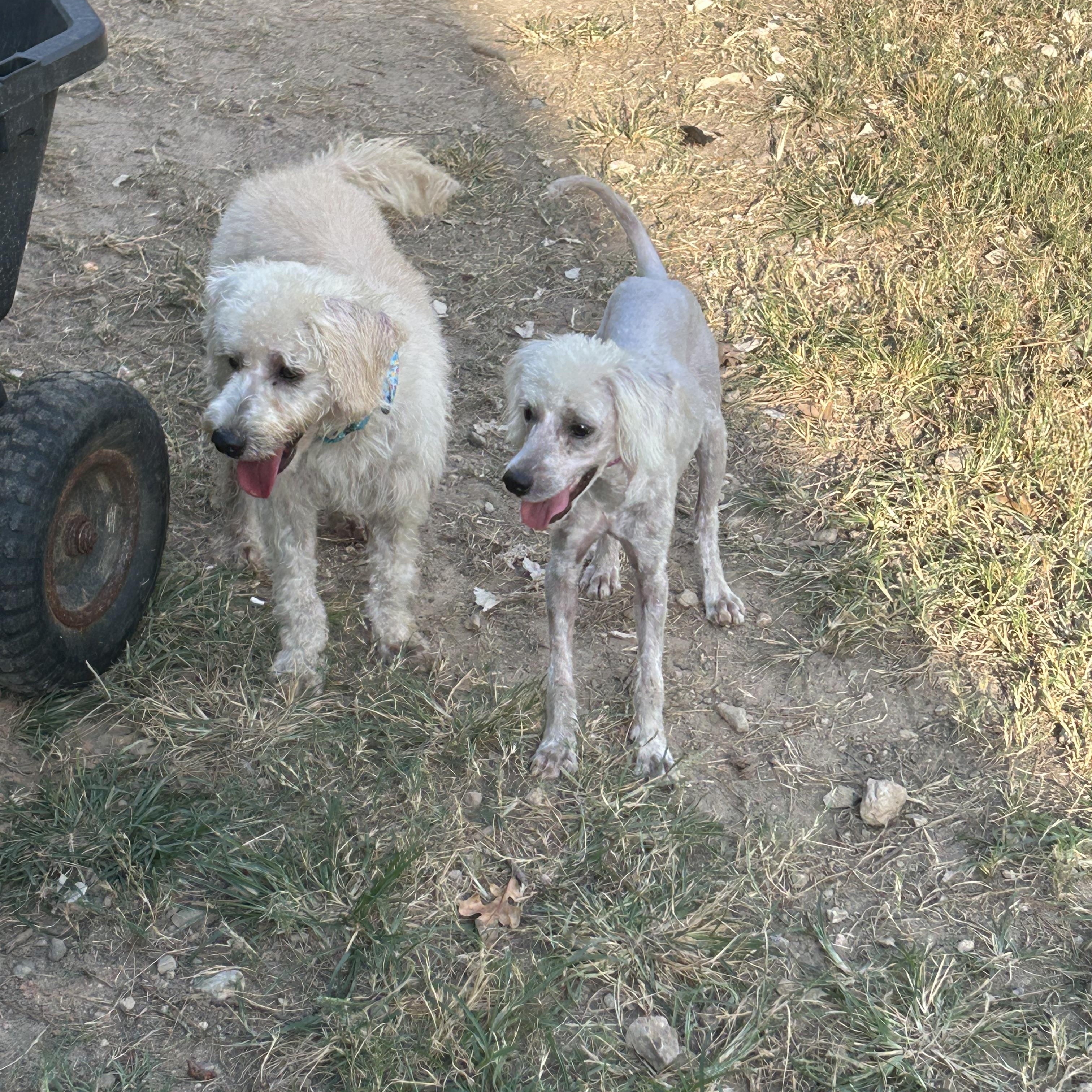 Enlarge Teddy, a Adopted Poodle in Coldspring, TX image 4/4