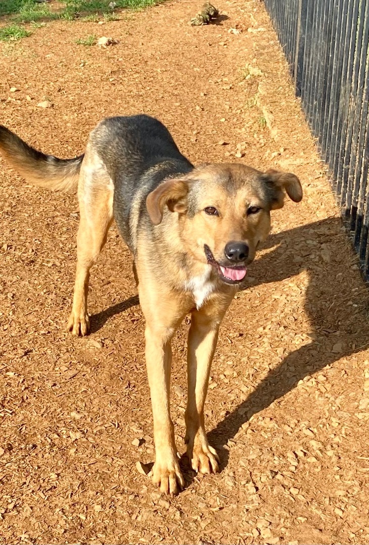 Buttercup, Adoptable, Young Female German Shepherd Dog.