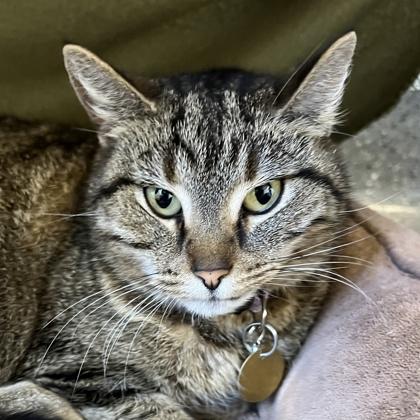 Beep Beep, Adult Female Domestic Short Hair