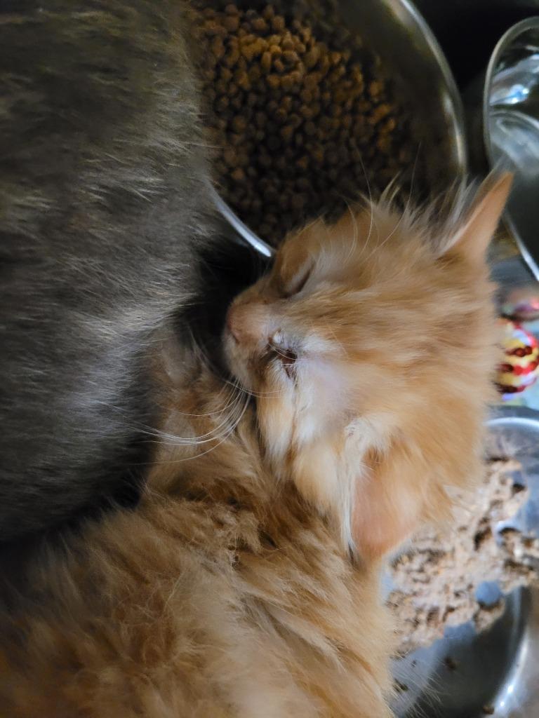 Marshall, Adoptable, Kitten Male Domestic Short Hair.