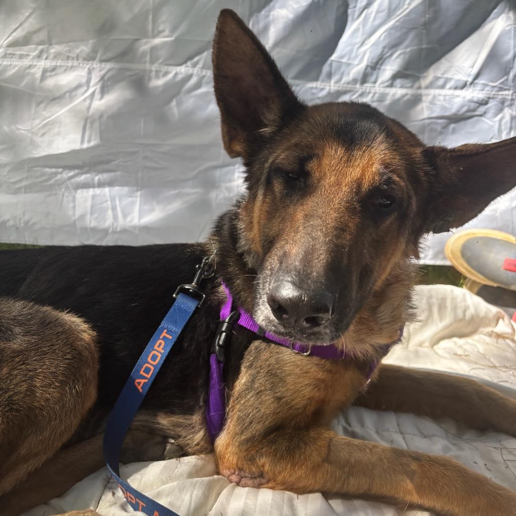 Enlarge Shelby, a Adoptable German Shepherd Dog in West Chester, PA image 1/3