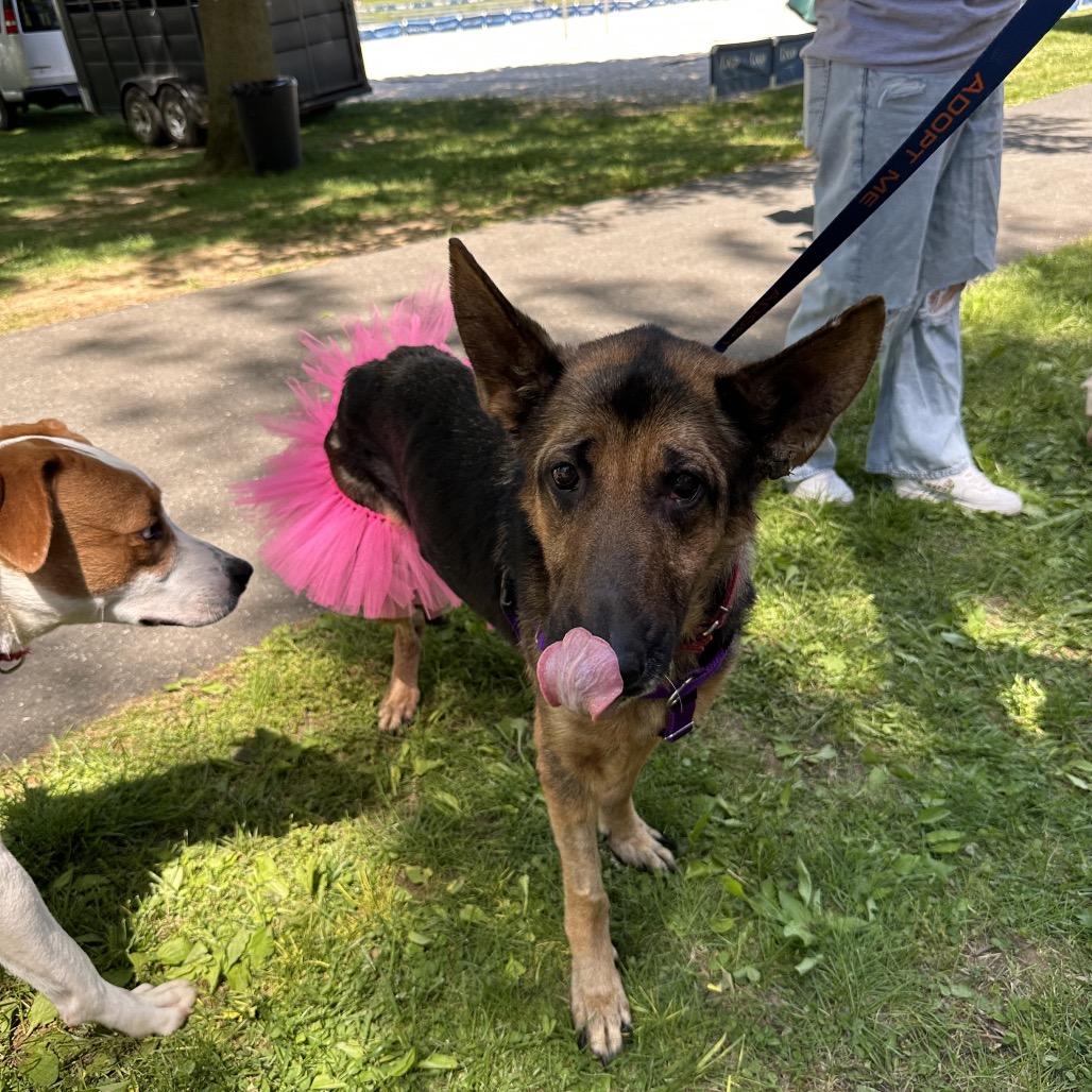 Enlarge Shelby, a Adoptable German Shepherd Dog in West Chester, PA image 2/3