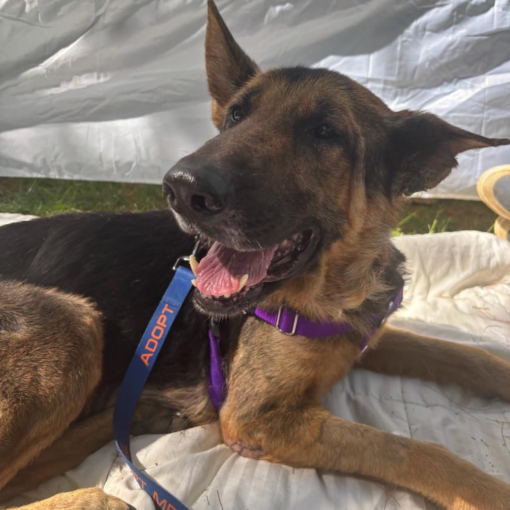 Enlarge Shelby, a Adoptable German Shepherd Dog in West Chester, PA image 3/3
