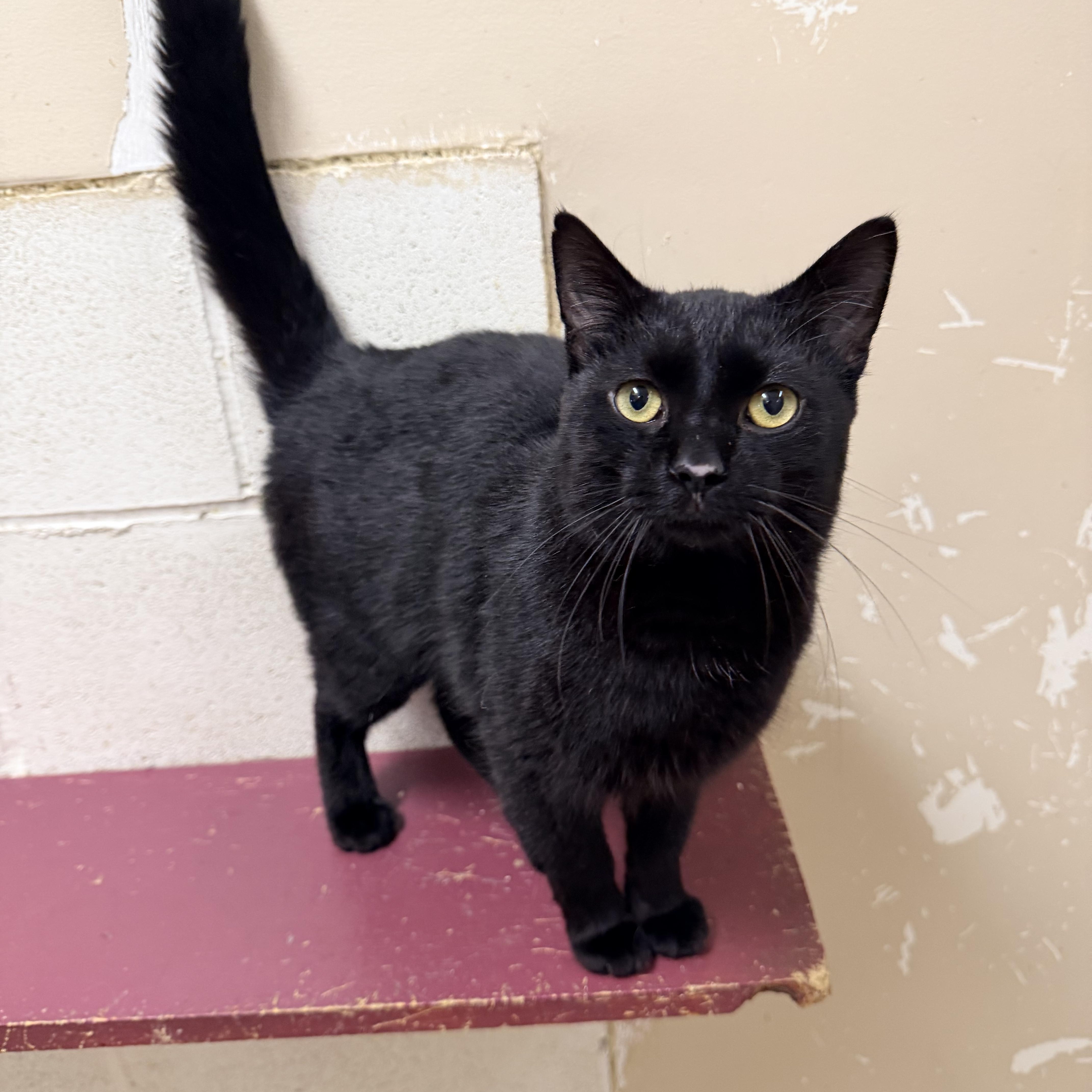 Joker, ADOPTABLE, Adult Male Domestic Short Hair.