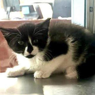 Enlarge Homeboy, a Adopted Domestic Short Hair in Hilton Head Island, SC image 1/1