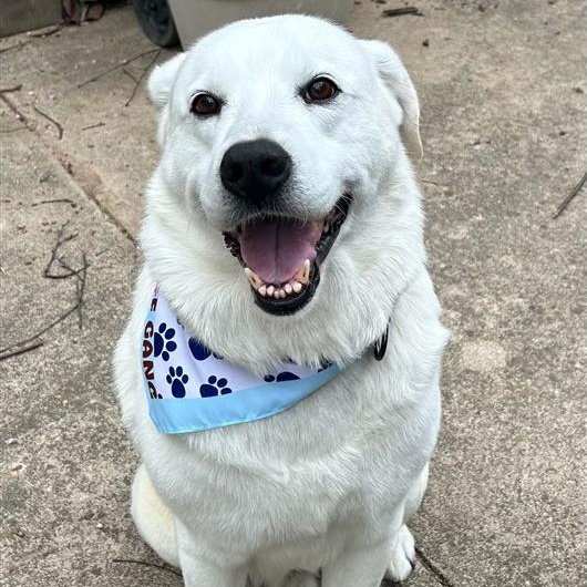 Beloved Blizzard, ADOPTABLE, Adult Male Labrador Retriever & Great Pyrenees.