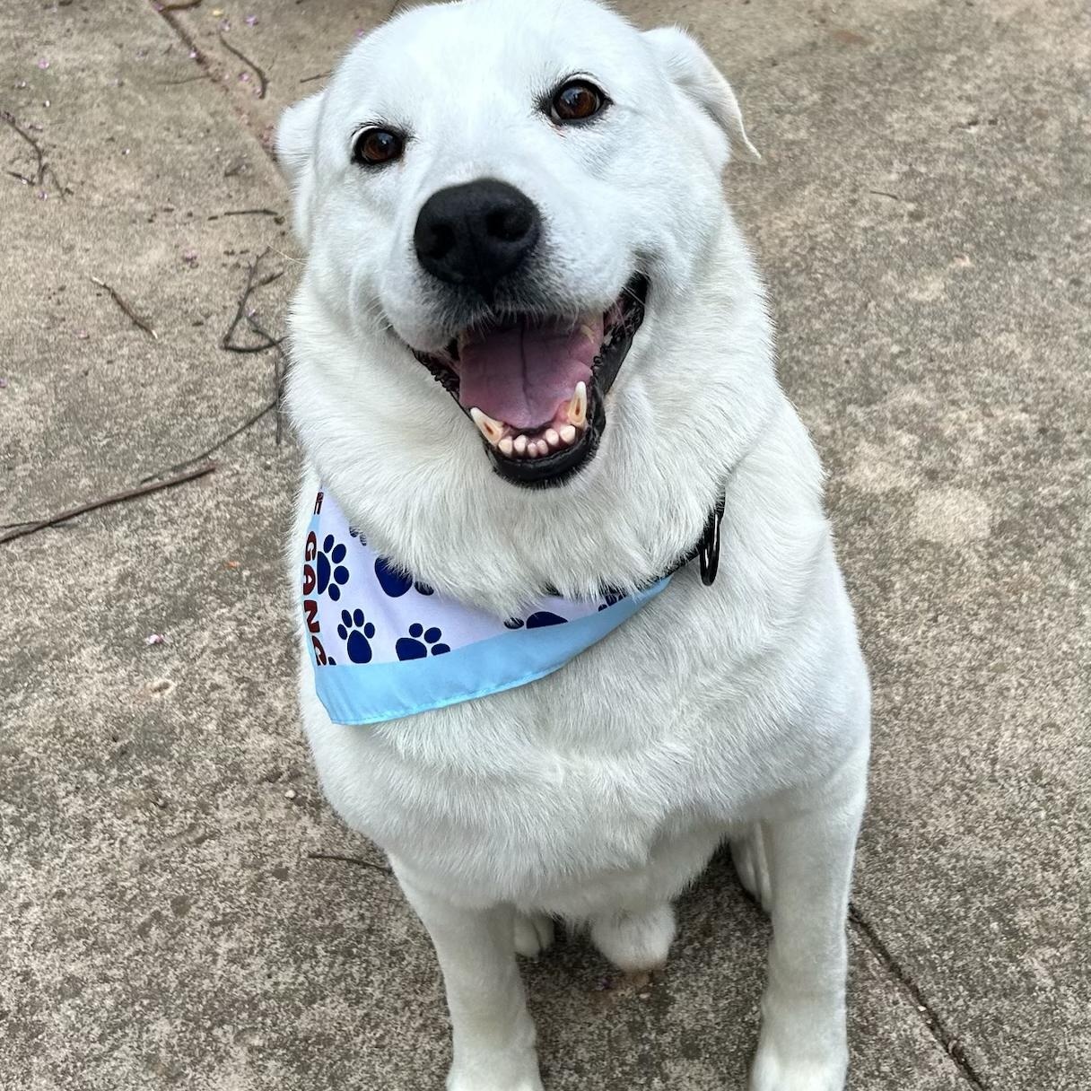 Beloved Blizzard, a ADOPTABLE mixed breed in Reston, VA image 2/3