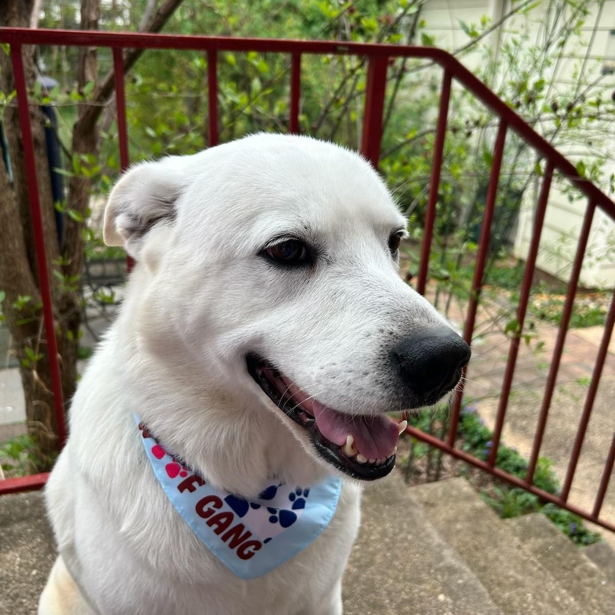 Beloved Blizzard, a ADOPTABLE mixed breed in Reston, VA image 3/3