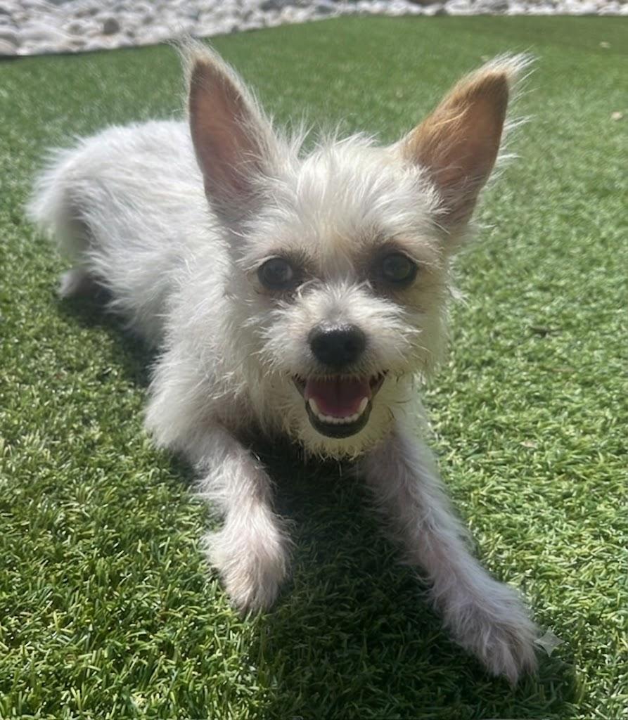 Enlarge MISS DOE, a Adoptable mixed breed in Dallas, TX image 1/1