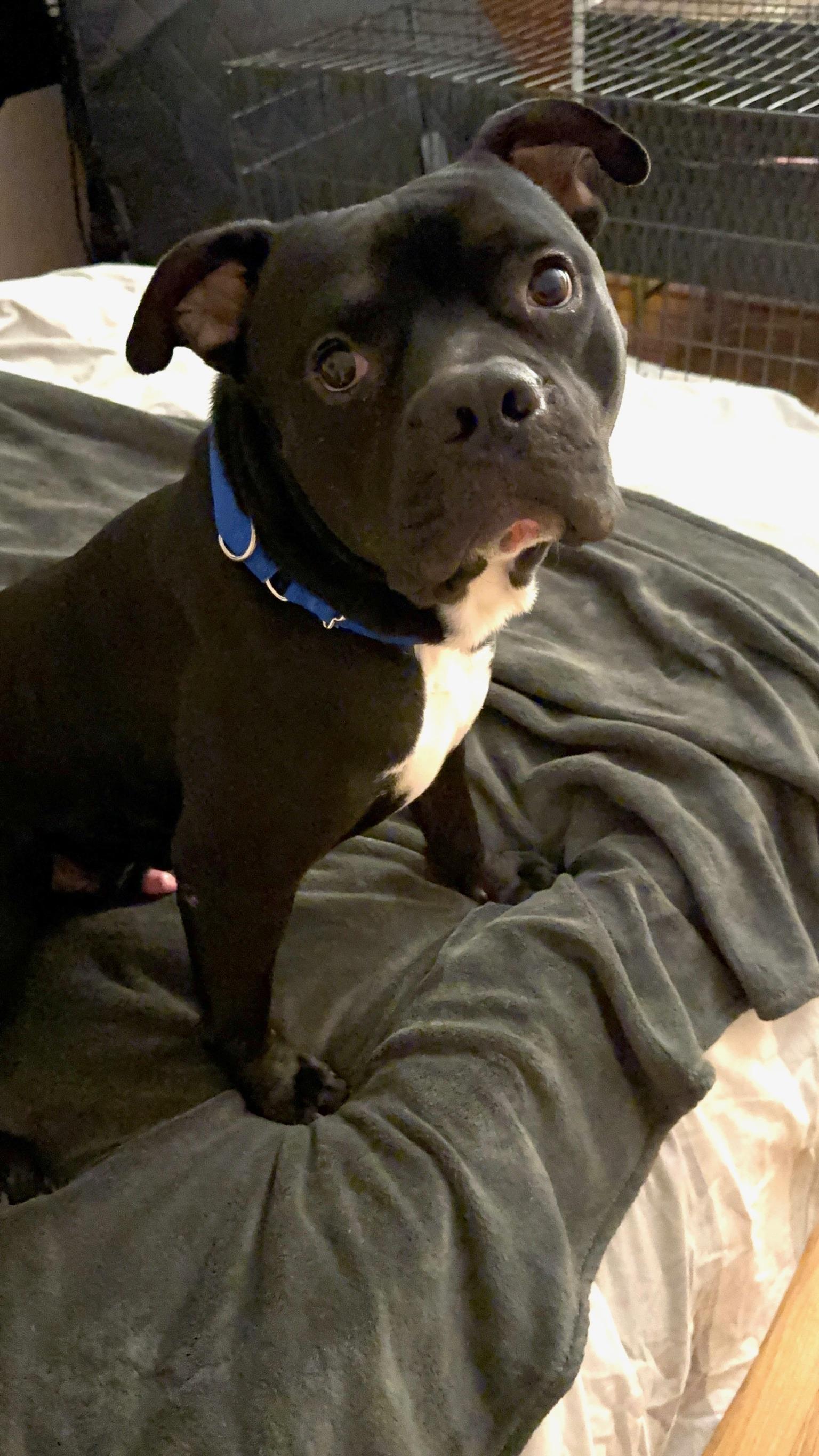 Guthrie, Adoptable, Young Male Mixed Breed.