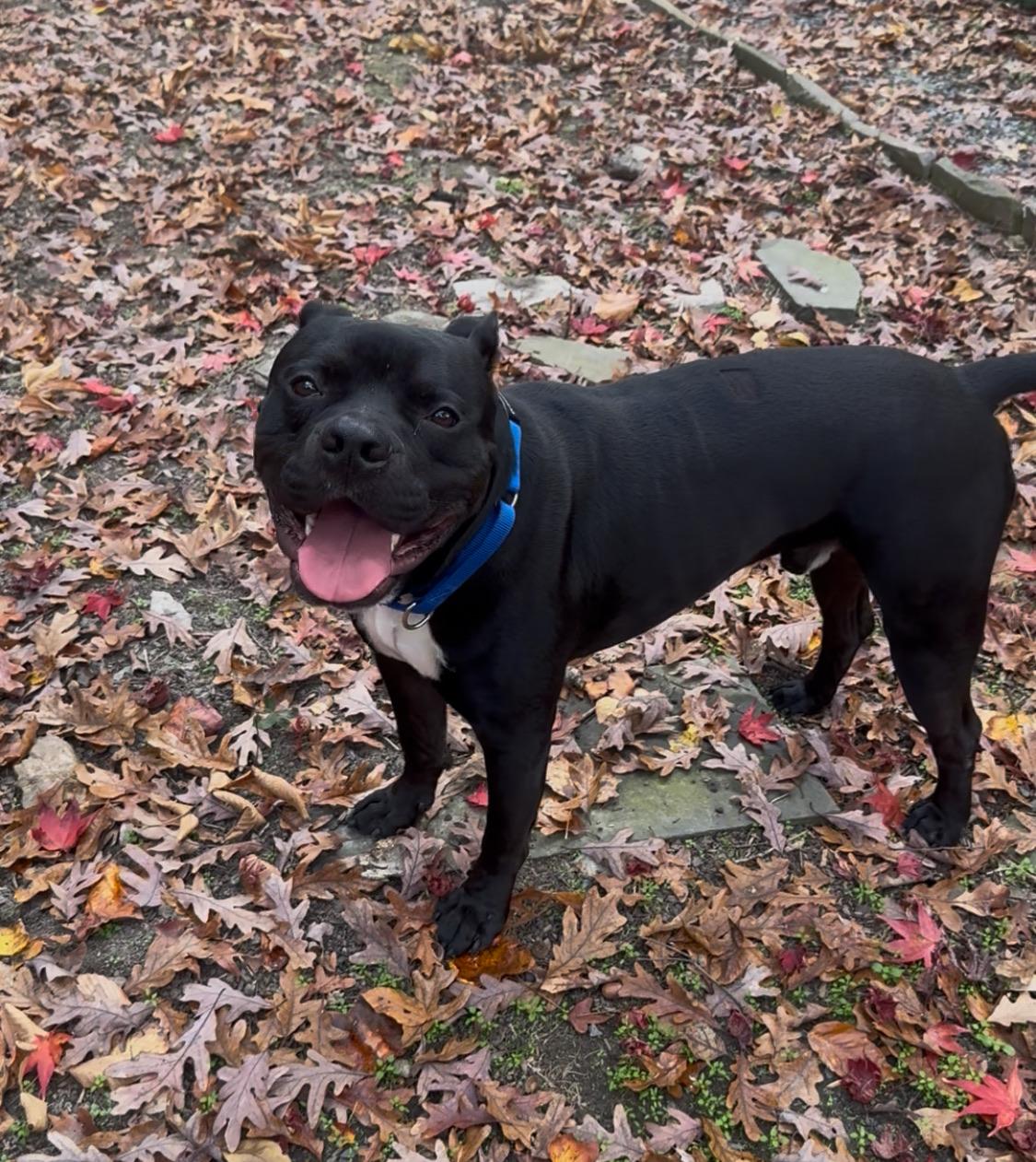 Enlarge Guthrie, a Adoptable mixed breed in atlanta, GA image 2/6