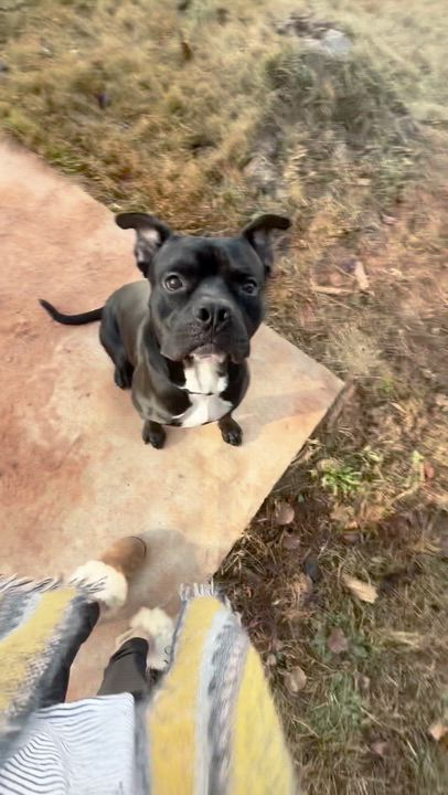 Enlarge Guthrie, a Adoptable mixed breed in atlanta, GA video 3/6