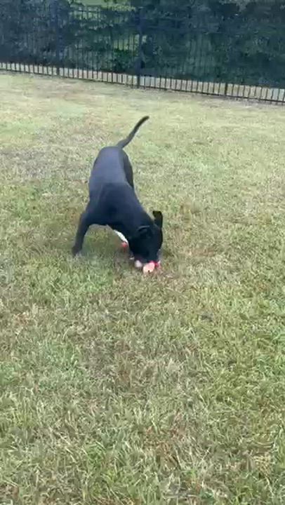 Enlarge Guthrie, a Adoptable mixed breed in atlanta, GA video 4/6