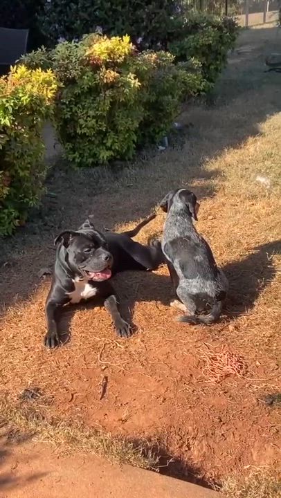 Enlarge Guthrie, a Adoptable mixed breed in atlanta, GA video 5/6