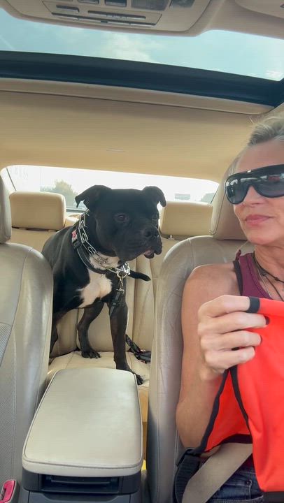 Enlarge Guthrie, a Adoptable mixed breed in atlanta, GA video 6/6