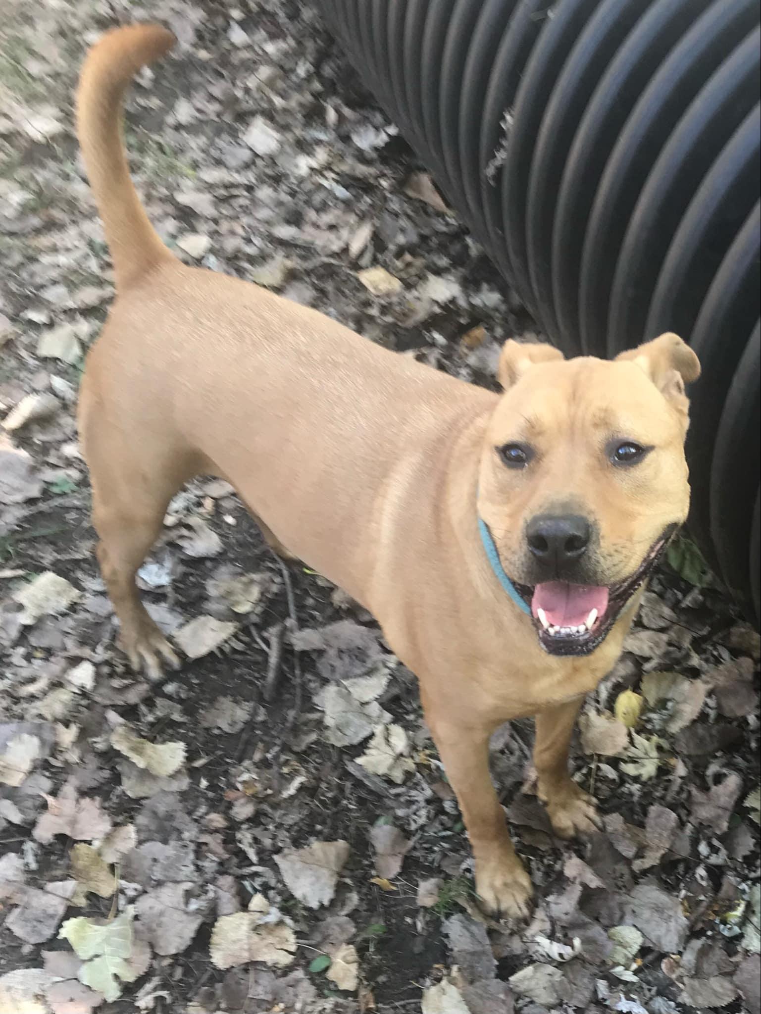 Rudy - Courtesy Post, Young Male Pit Bull Terrier