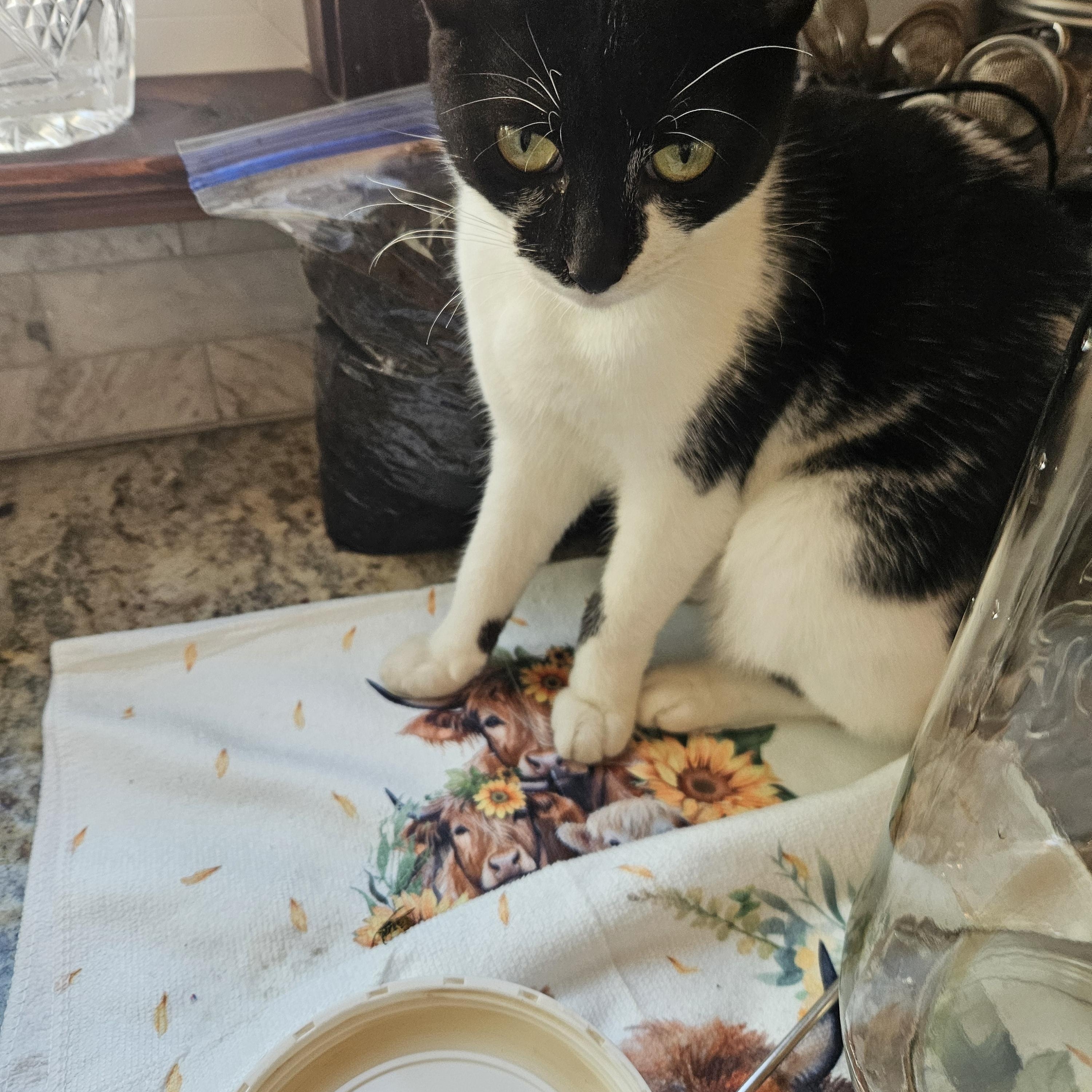Enlarge Hibiscus, a Adoptable Domestic Short Hair in Dresher, PA image 2/3