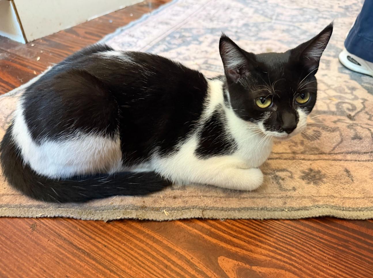 Hibiscus, Adoptable, Young Female Domestic Short Hair.