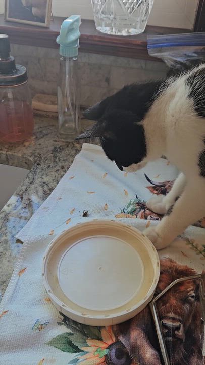 Enlarge Hibiscus, a Adoptable Domestic Short Hair in Dresher, PA video 3/3