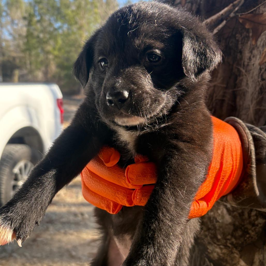 CLAX-Stray-69, Adoptable, Puppy Female Whippet.