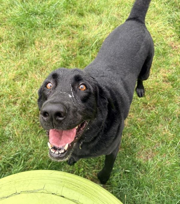 Henley, Adoptable, Adult Male Labrador Retriever.