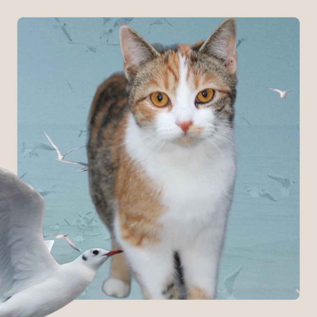 Poppy, a Adoptable Domestic Short Hair in Cromwell, KY image 1/2