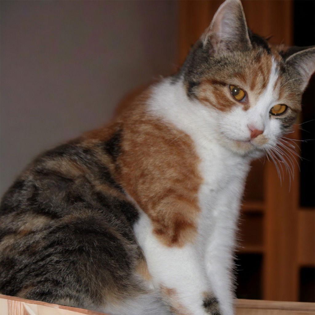 Poppy, a Adoptable Domestic Short Hair in Cromwell, KY image 2/2