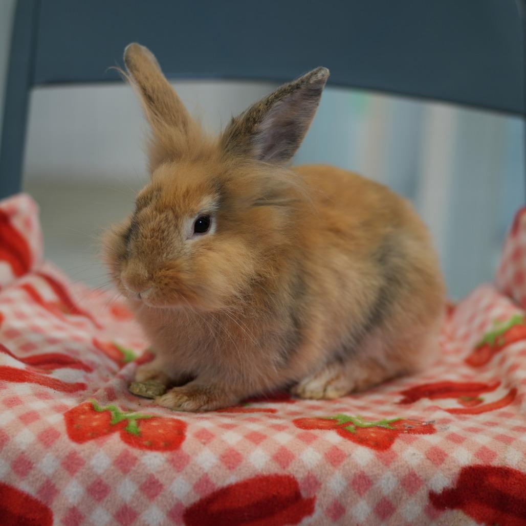 Bambi, Adoptable, Young Female Lionhead.