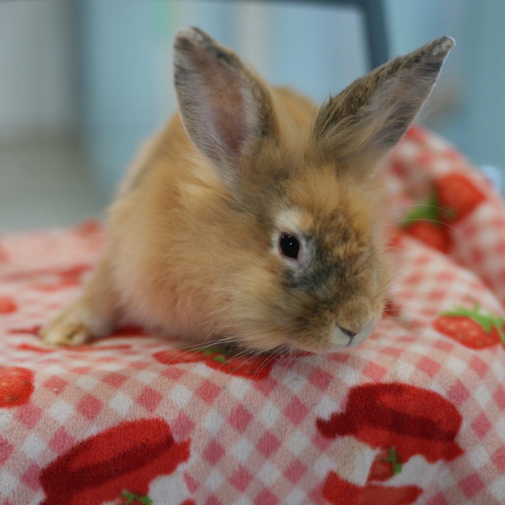 Enlarge Bambi, a Adoptable Lionhead in Hilliard , FL image 2/2