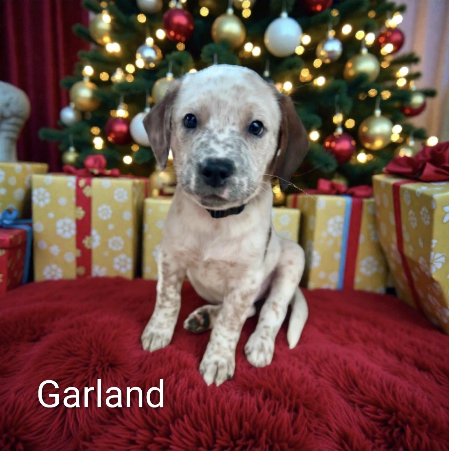 Enlarge Garland, an adopted mixed breed in Lacona, NY image 2/3