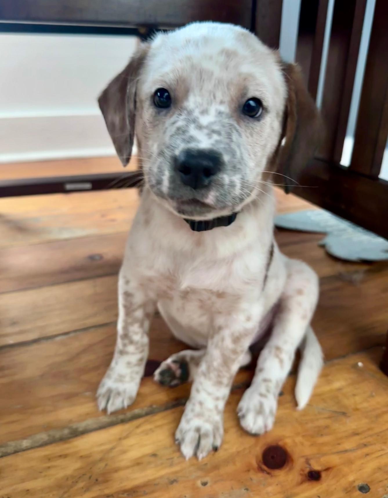 Garland, adopted, Puppy Male Black and Tan Coonhound & Australian Cattle Dog / Blue Heeler.