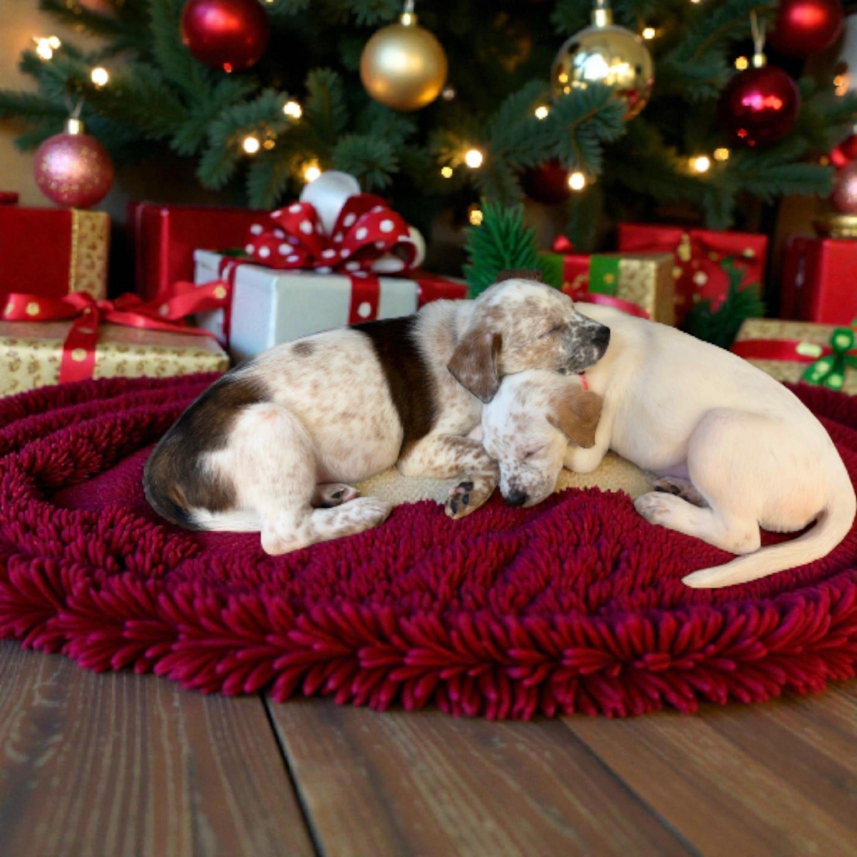 Enlarge Garland, an adopted mixed breed in Lacona, NY image 3/3