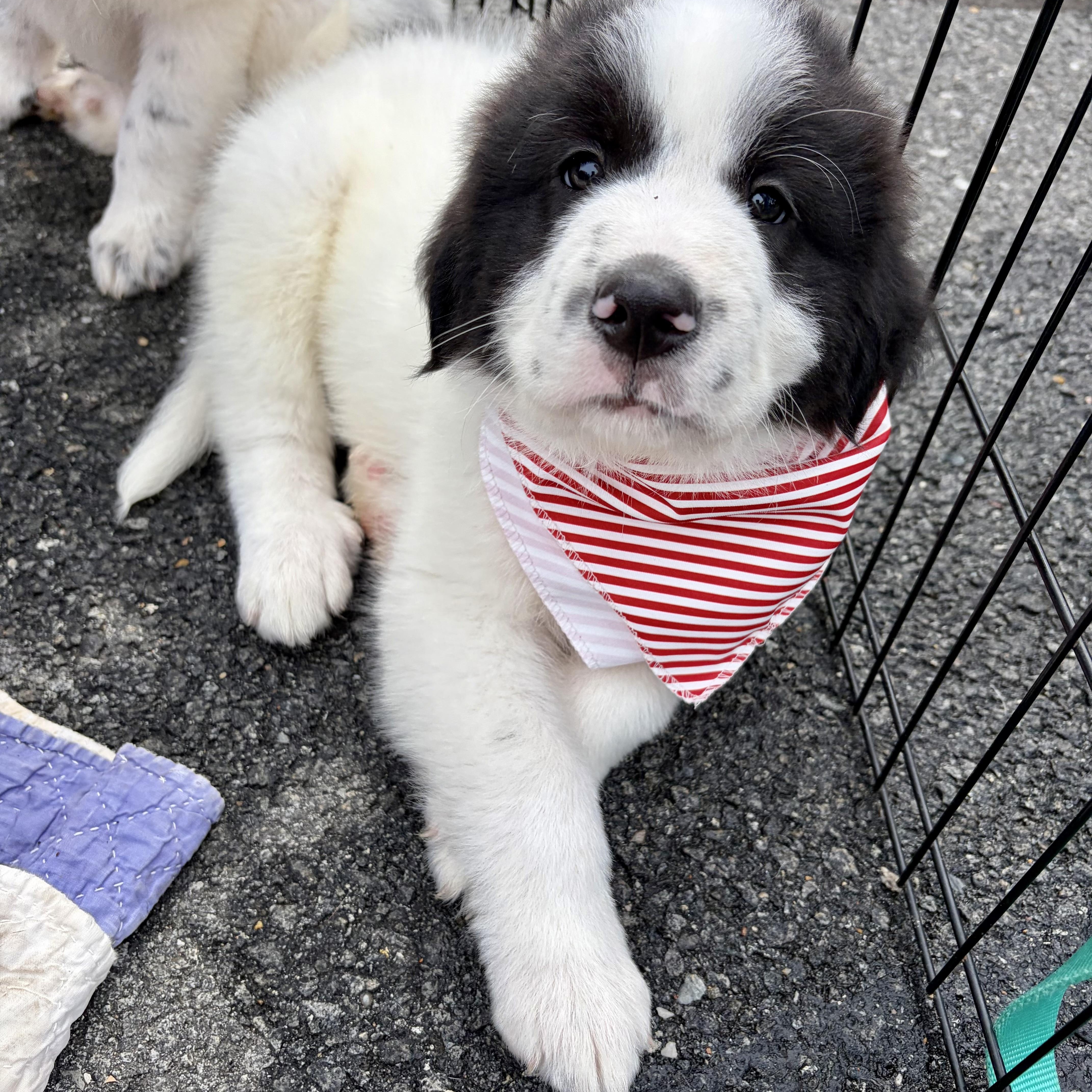 Enlarge Dumpling, a Adoptable mixed breed in High View, WV image 2/3